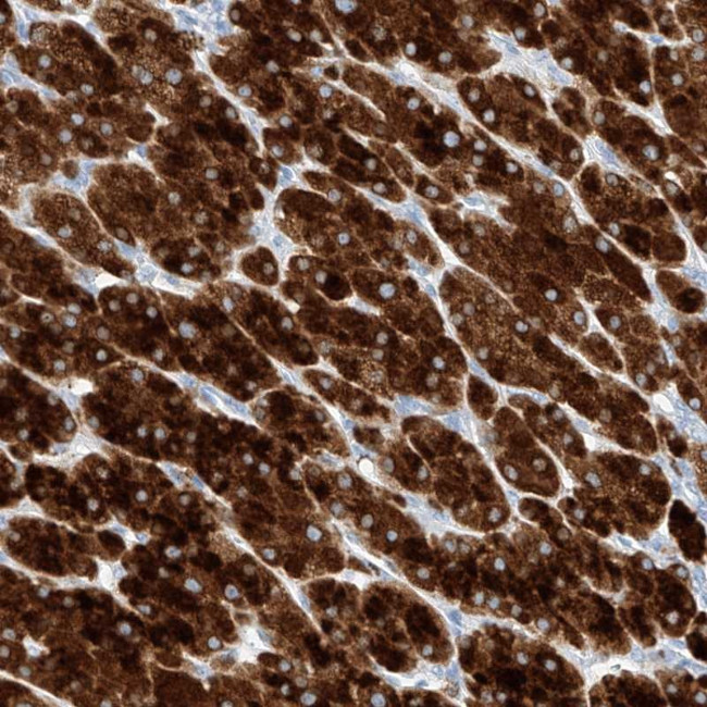 TM7SF2 Antibody in Immunohistochemistry (Paraffin) (IHC (P))