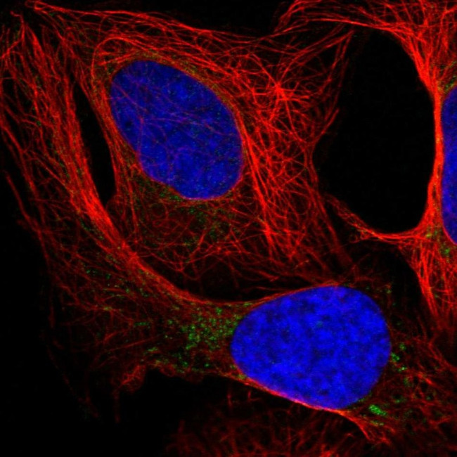 OSGEPL1 Antibody in Immunocytochemistry (ICC/IF)