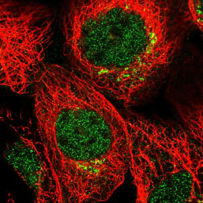 MDFIC Antibody in Immunocytochemistry (ICC/IF)