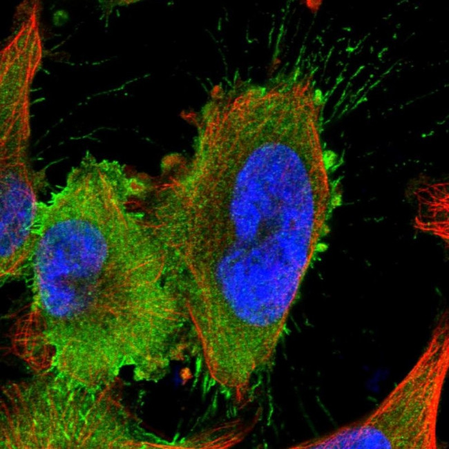 LRRIQ3 Antibody in Immunocytochemistry (ICC/IF)