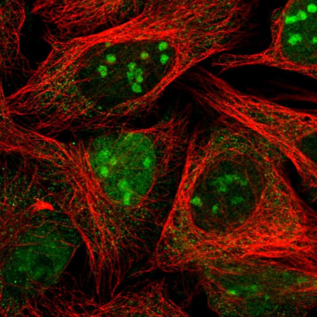 MAPKBP1 Antibody in Immunocytochemistry (ICC/IF)