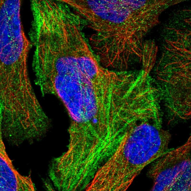 FAM101B Antibody in Immunocytochemistry (ICC/IF)