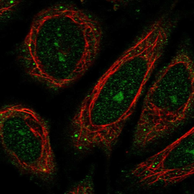 BRWD1 Antibody in Immunocytochemistry (ICC/IF)