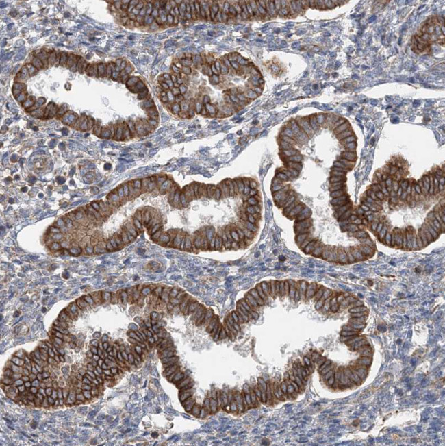 BRWD1 Antibody in Immunohistochemistry (Paraffin) (IHC (P))