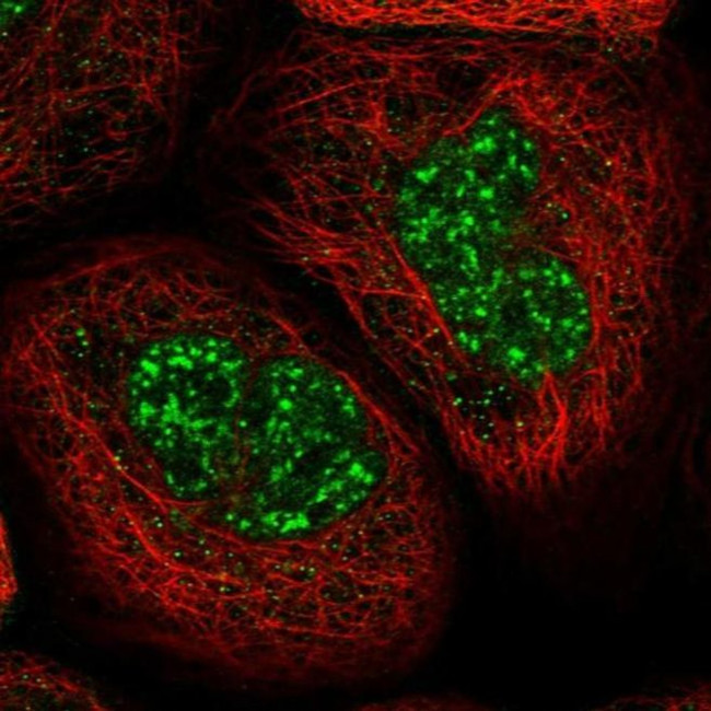 FNDC1 Antibody in Immunocytochemistry (ICC/IF)