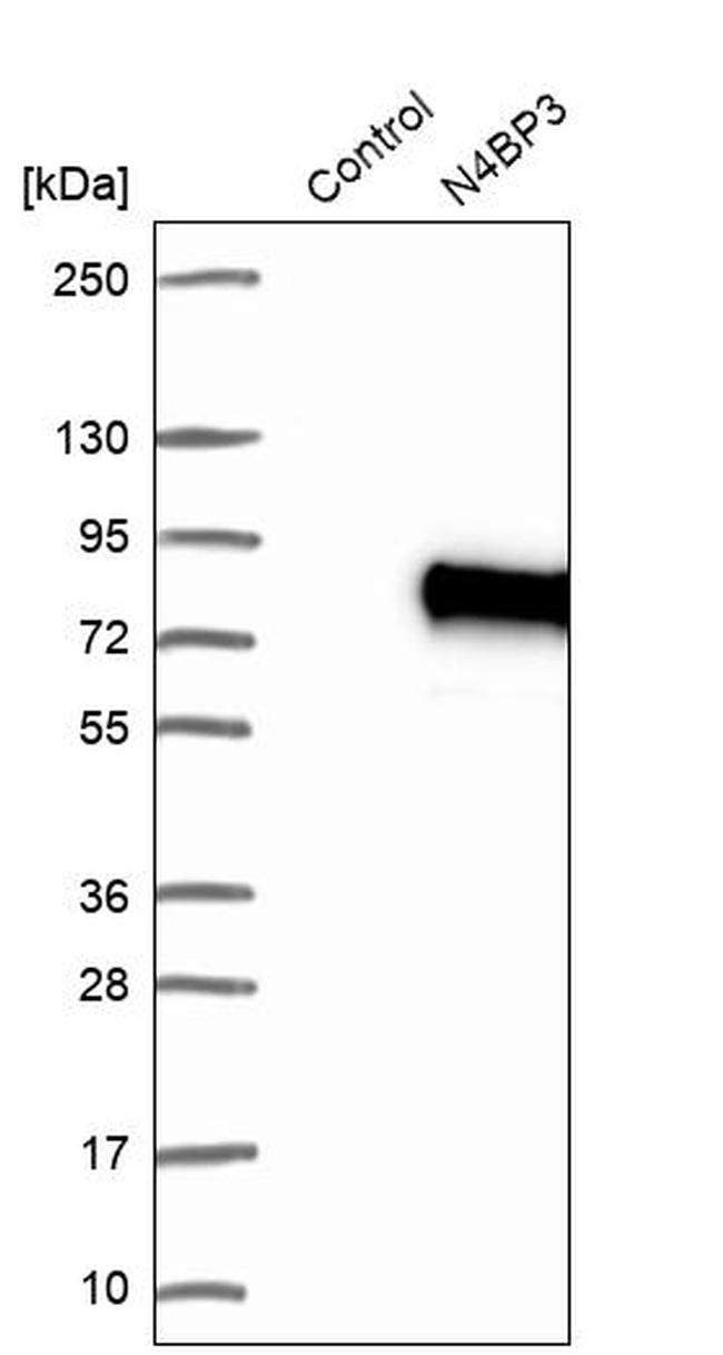 N4BP3 Antibody in Western Blot (WB)