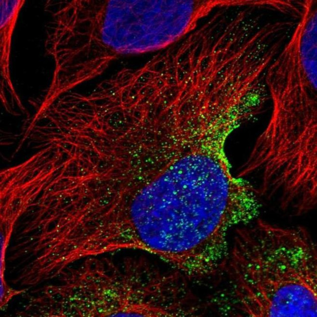 EPS8L3 Antibody in Immunocytochemistry (ICC/IF)