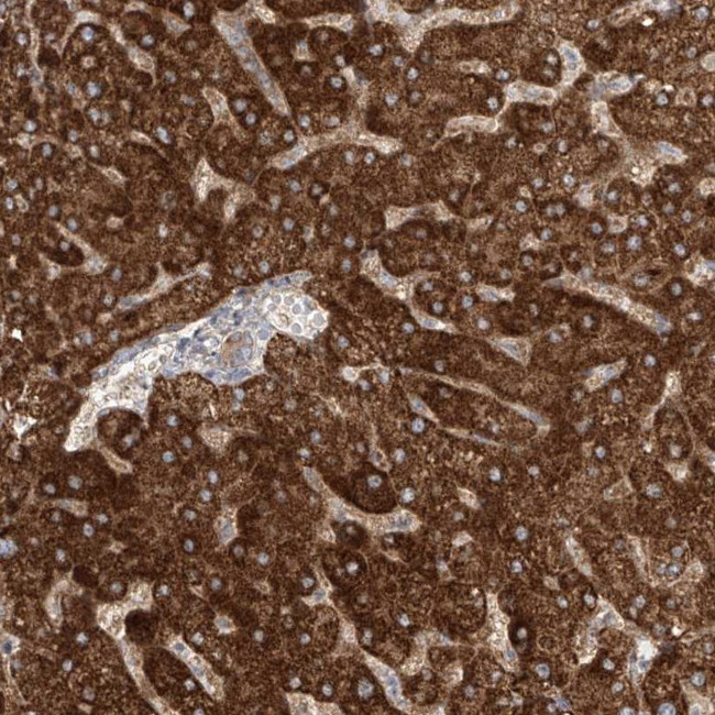 Prosapip1 Antibody in Immunohistochemistry (Paraffin) (IHC (P))
