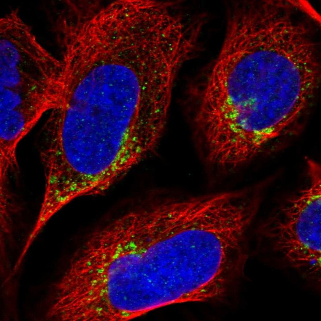 ICB-1 Antibody in Immunocytochemistry (ICC/IF)