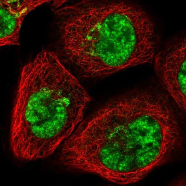 SART1 Antibody in Immunocytochemistry (ICC/IF)
