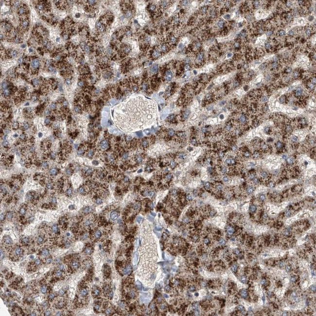 FIR Antibody in Immunohistochemistry (Paraffin) (IHC (P))
