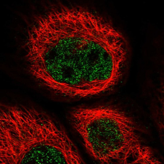 ZNF529 Antibody in Immunocytochemistry (ICC/IF)