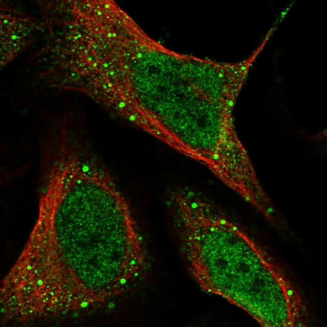 HHLA3 Antibody in Immunocytochemistry (ICC/IF)