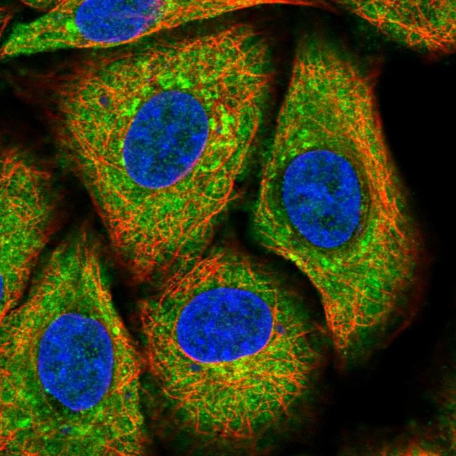 TSPYL5 Antibody in Immunocytochemistry (ICC/IF)