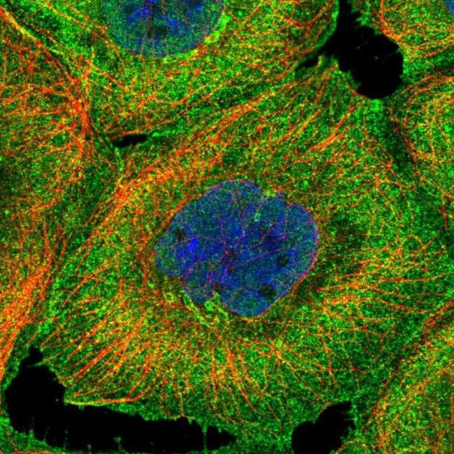 BSDC1 Antibody in Immunocytochemistry (ICC/IF)