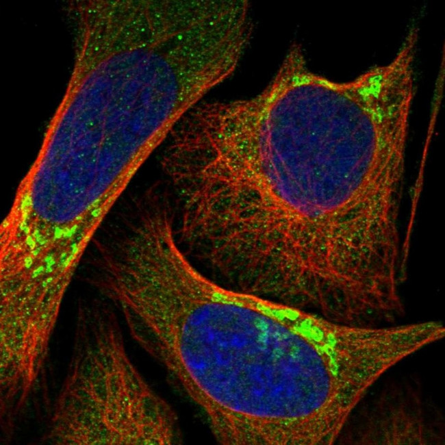 BSDC1 Antibody in Immunocytochemistry (ICC/IF)