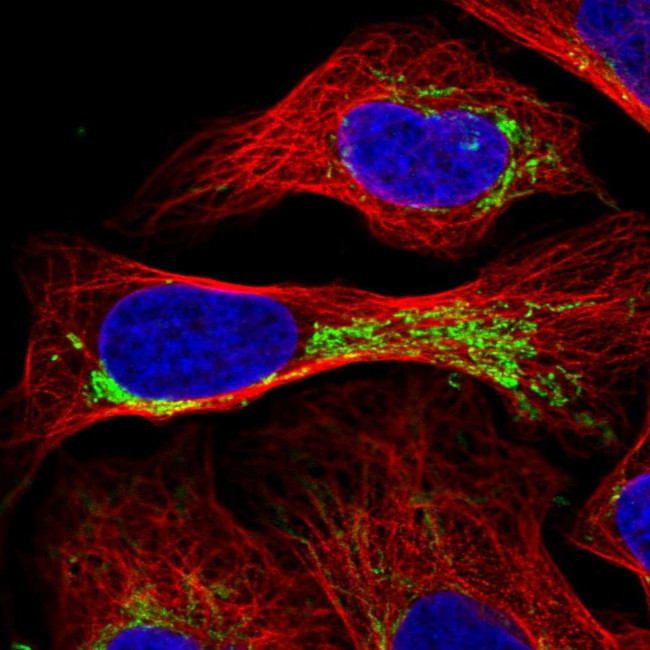 RMND1 Antibody in Immunocytochemistry (ICC/IF)