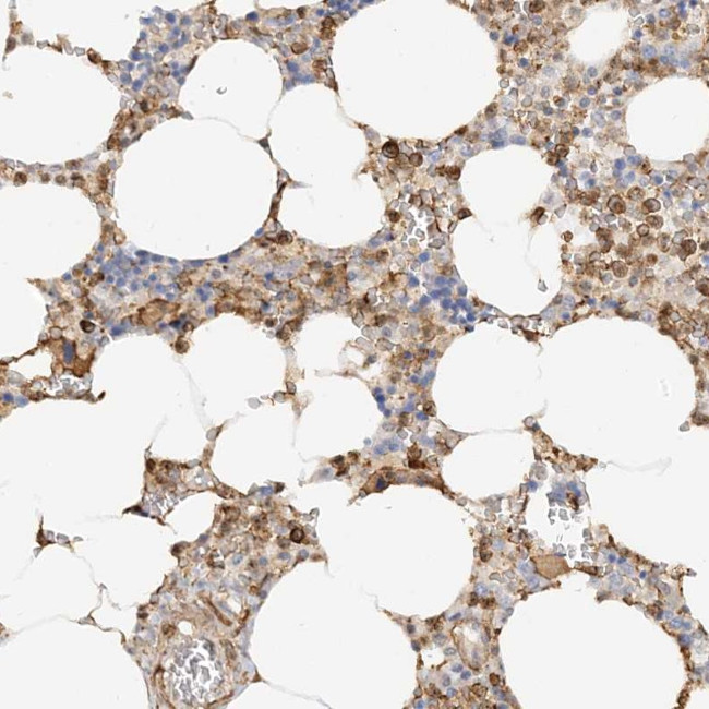 PHACTR2 Antibody in Immunohistochemistry (Paraffin) (IHC (P))