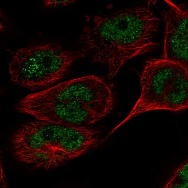 TAF8 Antibody in Immunocytochemistry (ICC/IF)