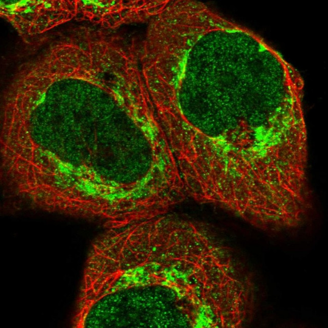 ZZEF1 Antibody in Immunocytochemistry (ICC/IF)