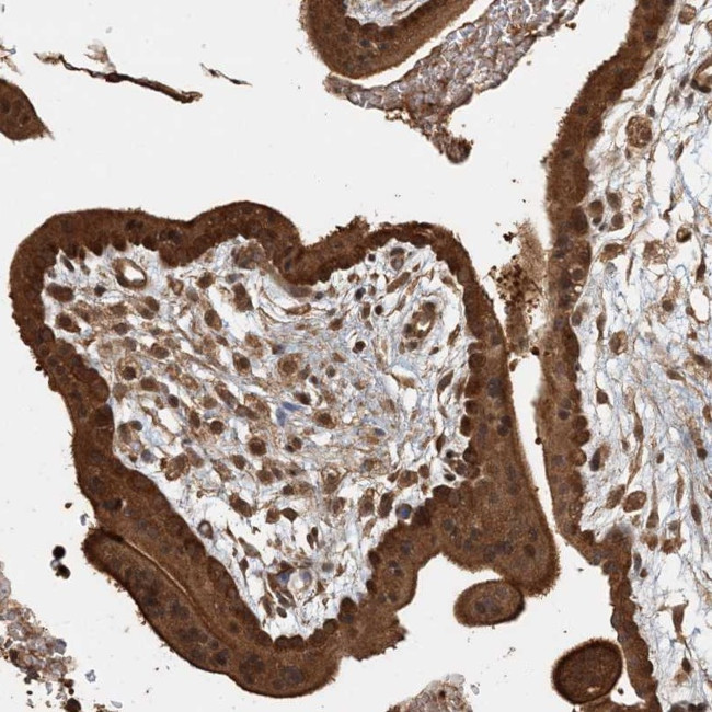 Adenylate Kinase 9 Antibody in Immunohistochemistry (Paraffin) (IHC (P))