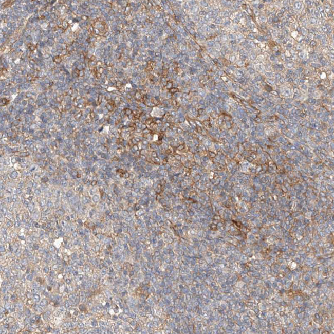 NFAM1 Antibody in Immunohistochemistry (Paraffin) (IHC (P))