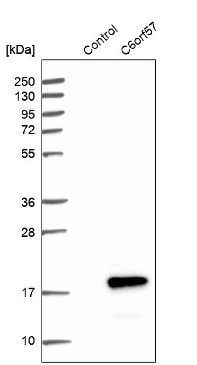 C6orf57 Antibody in Western Blot (WB)