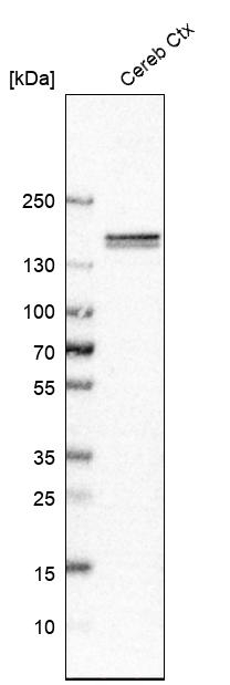 CNTNAP4 Antibody in Western Blot (WB)