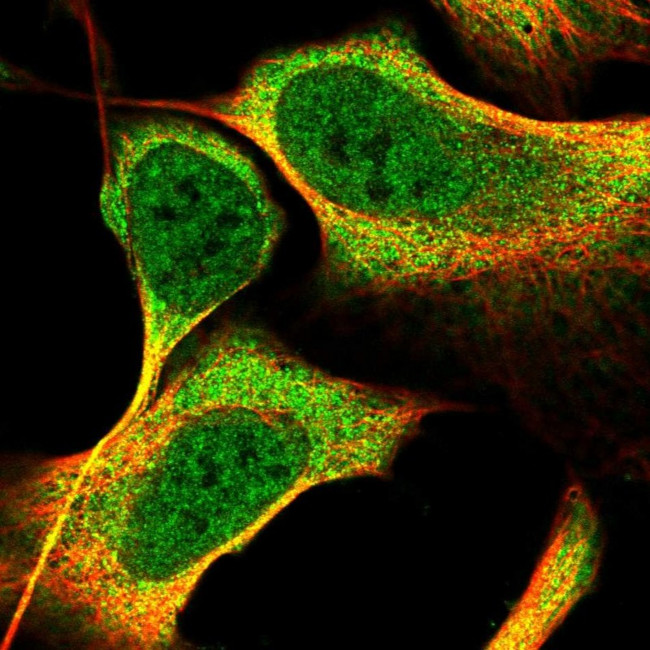 Kazrin Antibody in Immunocytochemistry (ICC/IF)