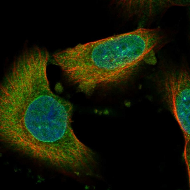 NAV3 Antibody in Immunocytochemistry (ICC/IF)