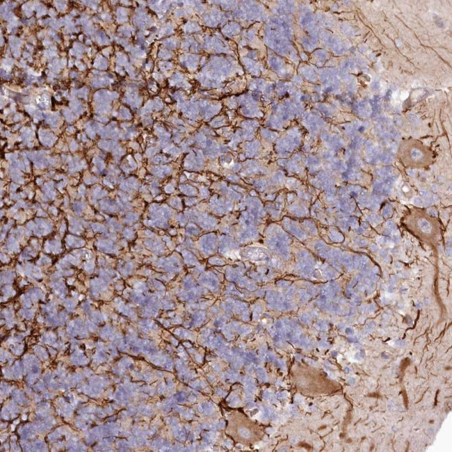 EFHC2 Antibody in Immunohistochemistry (Paraffin) (IHC (P))