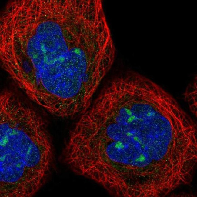 PPP1R7 Antibody in Immunocytochemistry (ICC/IF)