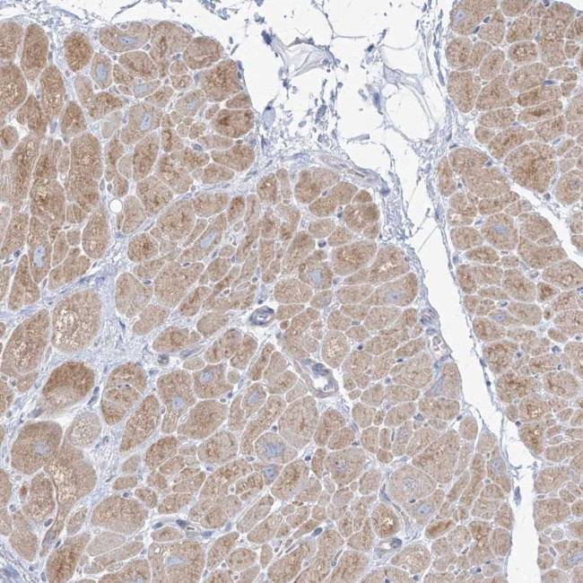 FAM184A Antibody in Immunohistochemistry (Paraffin) (IHC (P))