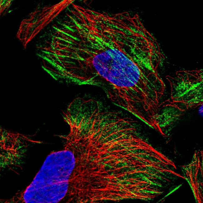 ZNF846 Antibody in Immunocytochemistry (ICC/IF)