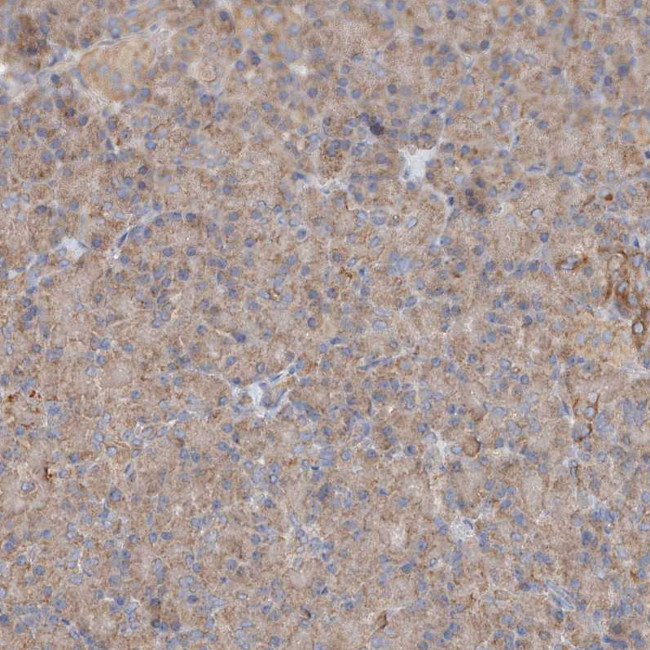 GNB1L Antibody in Immunohistochemistry (Paraffin) (IHC (P))