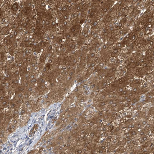 APLF Antibody in Immunohistochemistry (Paraffin) (IHC (P))