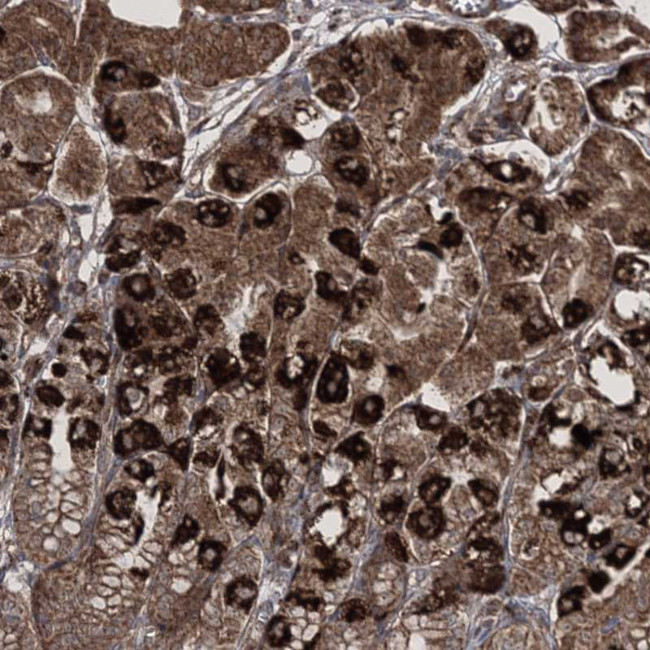 SCRN3 Antibody in Immunohistochemistry (Paraffin) (IHC (P))