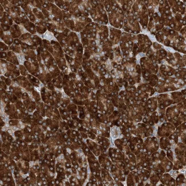 PHOSPHO2 Antibody in Immunohistochemistry (Paraffin) (IHC (P))