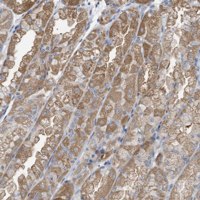 C2orf43 Antibody in Immunohistochemistry (Paraffin) (IHC (P))