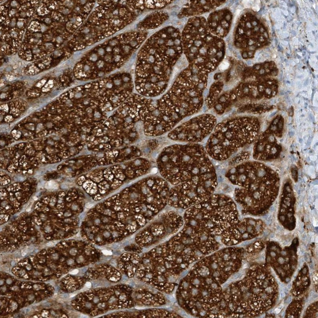 C2orf43 Antibody in Immunohistochemistry (Paraffin) (IHC (P))