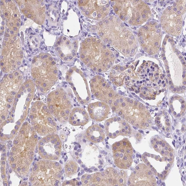 NXPH2 Antibody in Immunohistochemistry (Paraffin) (IHC (P))