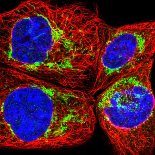 FAM92A1 Antibody in Immunocytochemistry (ICC/IF)