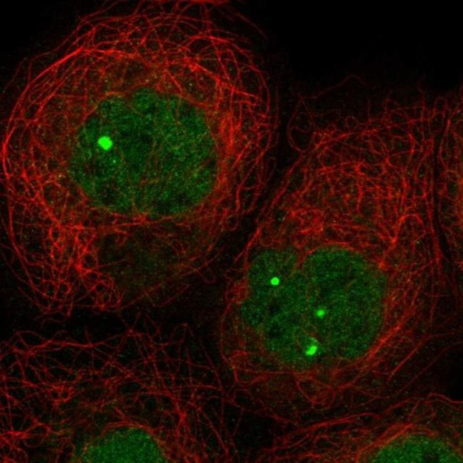 ZNF8 Antibody in Immunocytochemistry (ICC/IF)