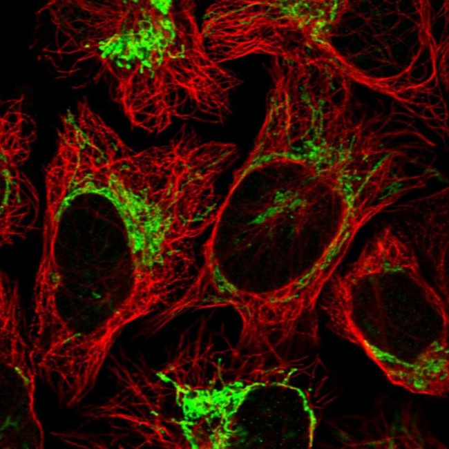 GTPBP8 Antibody in Immunocytochemistry (ICC/IF)