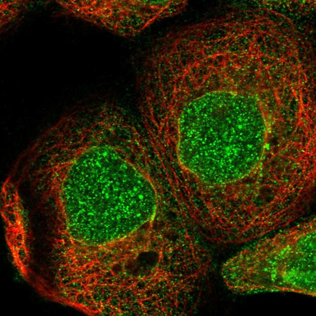 ZBTB41 Antibody in Immunocytochemistry (ICC/IF)