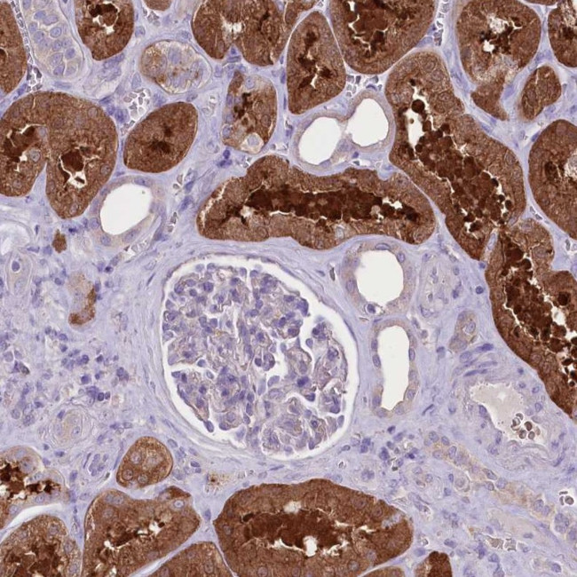 PRSS53 Antibody in Immunohistochemistry (Paraffin) (IHC (P))