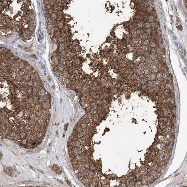 PRSS53 Antibody in Immunohistochemistry (Paraffin) (IHC (P))