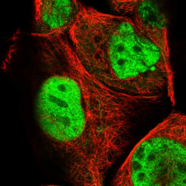ARGLU1 Antibody in Immunocytochemistry (ICC/IF)