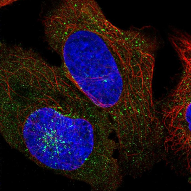 AFTPH Antibody in Immunocytochemistry (ICC/IF)