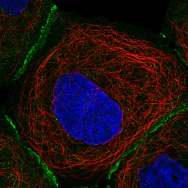 Fibulin 7 Antibody in Immunocytochemistry (ICC/IF)